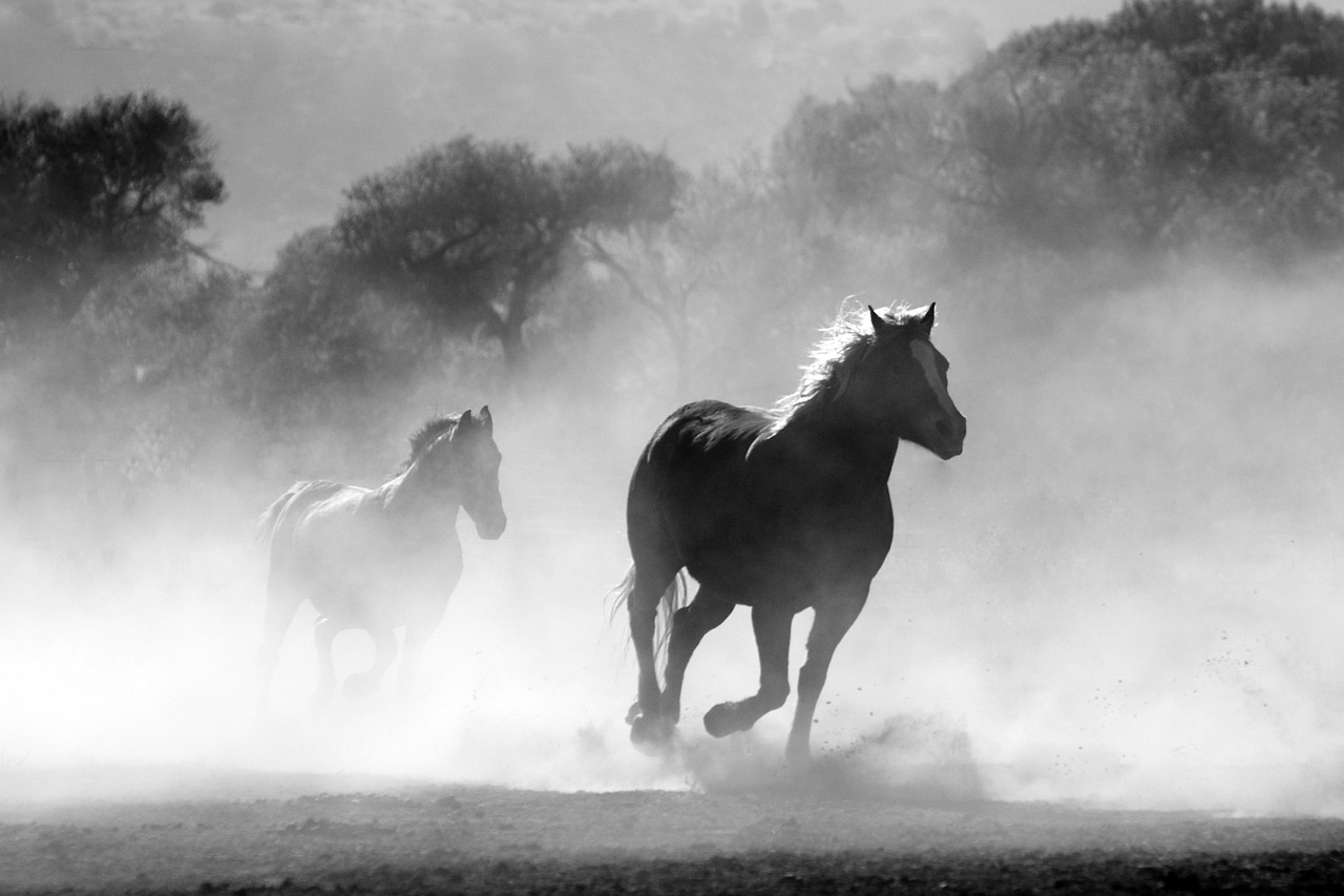 ¿Qué animales hay en Cabo de Gata?